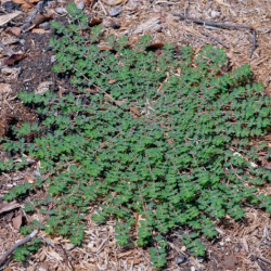 Pictures of common weeds in oklahoma