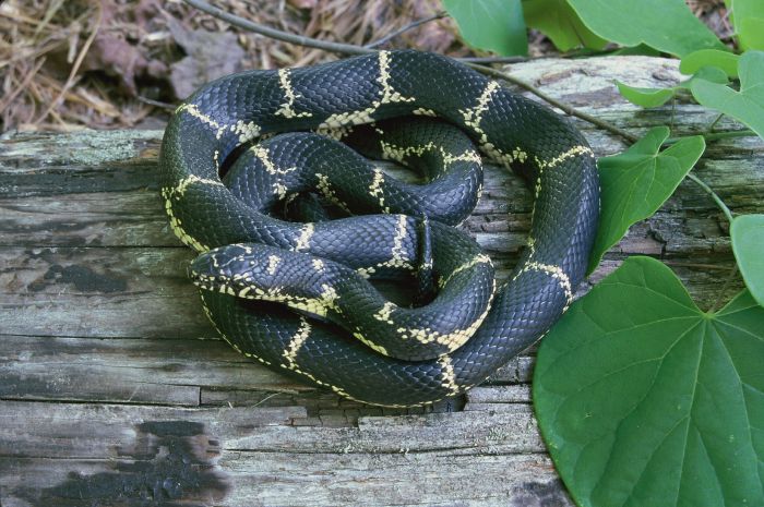 Garden snakes poisonous garter