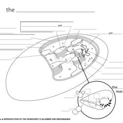 Chloroplast cell plant diagram labeled parts structure organelles