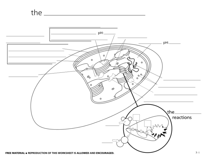 Chloroplast cell plant diagram labeled parts structure organelles