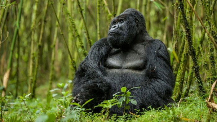 Gorillas adaptations in the tropical rainforest