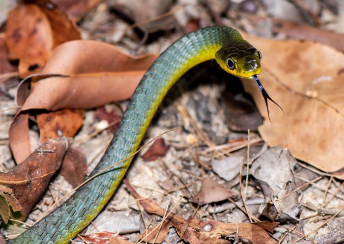 A garden snake was found near the front gate.