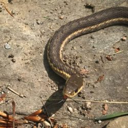 A garden snake was found near the front gate.