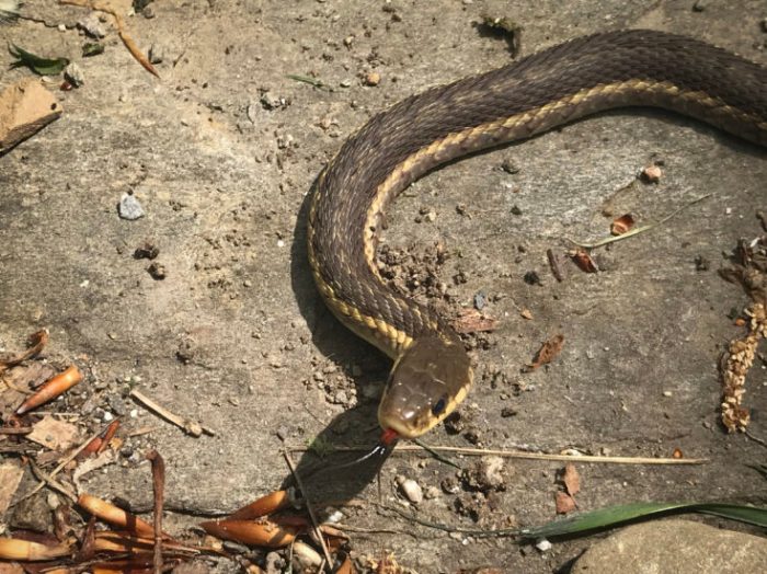 A garden snake was found near the front gate.