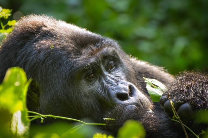 Mountain gorilla gorillas adaptations