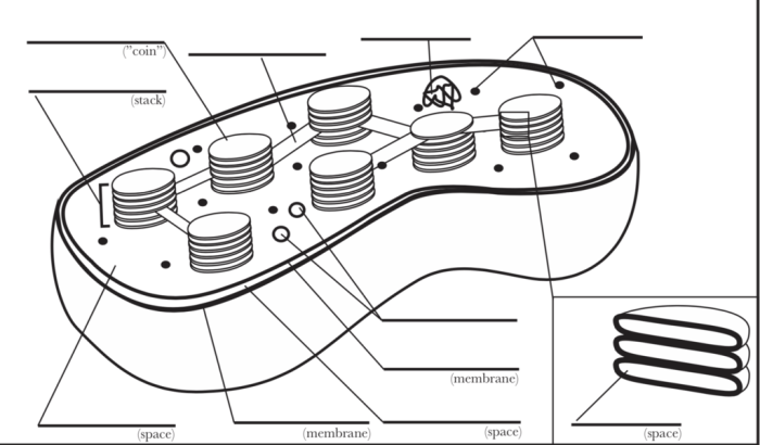 The structure of the chloroplast worksheet answers