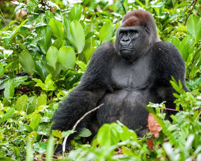 Gorillas adaptations in the tropical rainforest