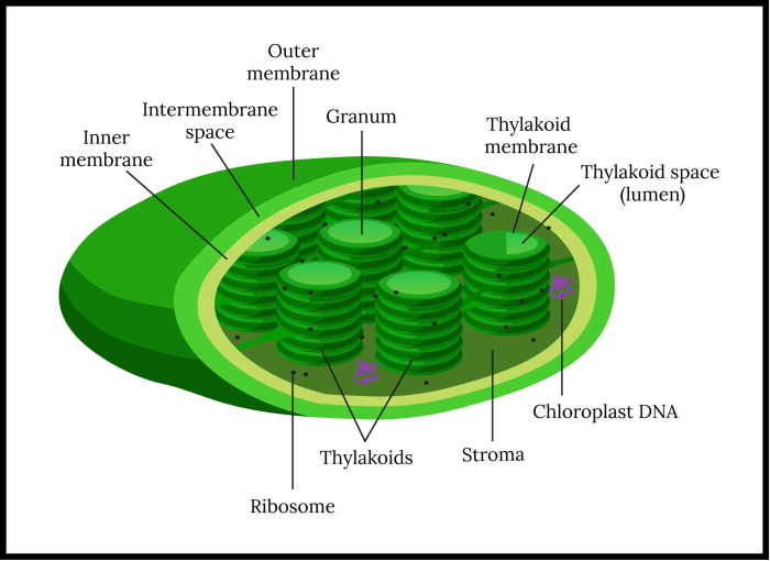 The structure of the chloroplast worksheet answers