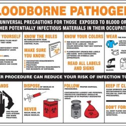 Bloodborne pathogens pathogen infographic blood training osha safety disease standards standard nursing control human given diseases workplace aid first infectious