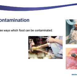 Which of the following food contaminations would be suspected